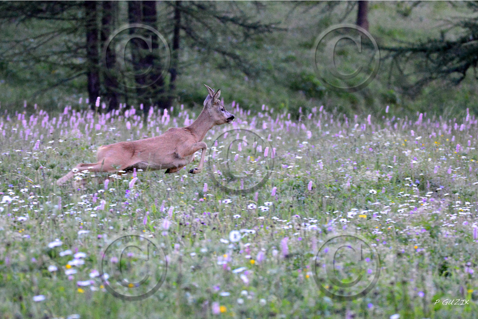 MISE A  JOUR  en cours
