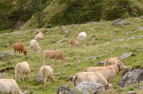 montagne haute alpes ,queyras, mercantour,alpes de haute provence,alpes maritime