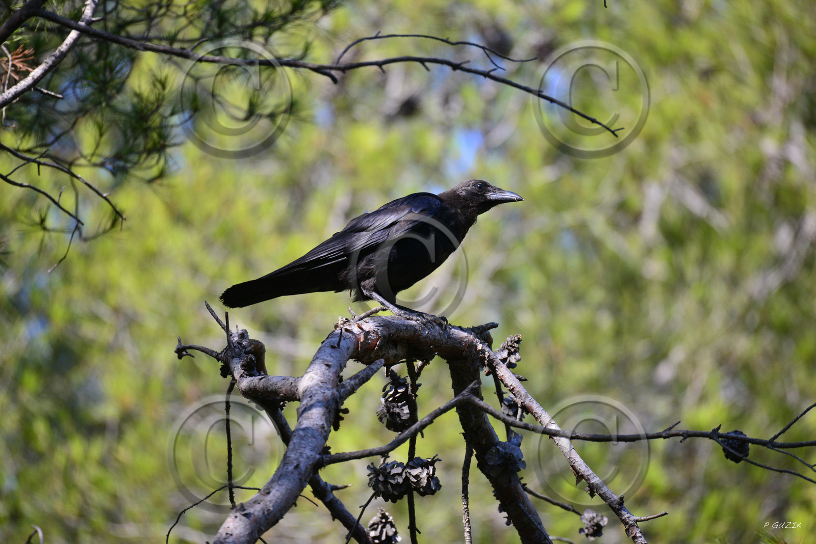 MISE A  JOUR  en cours