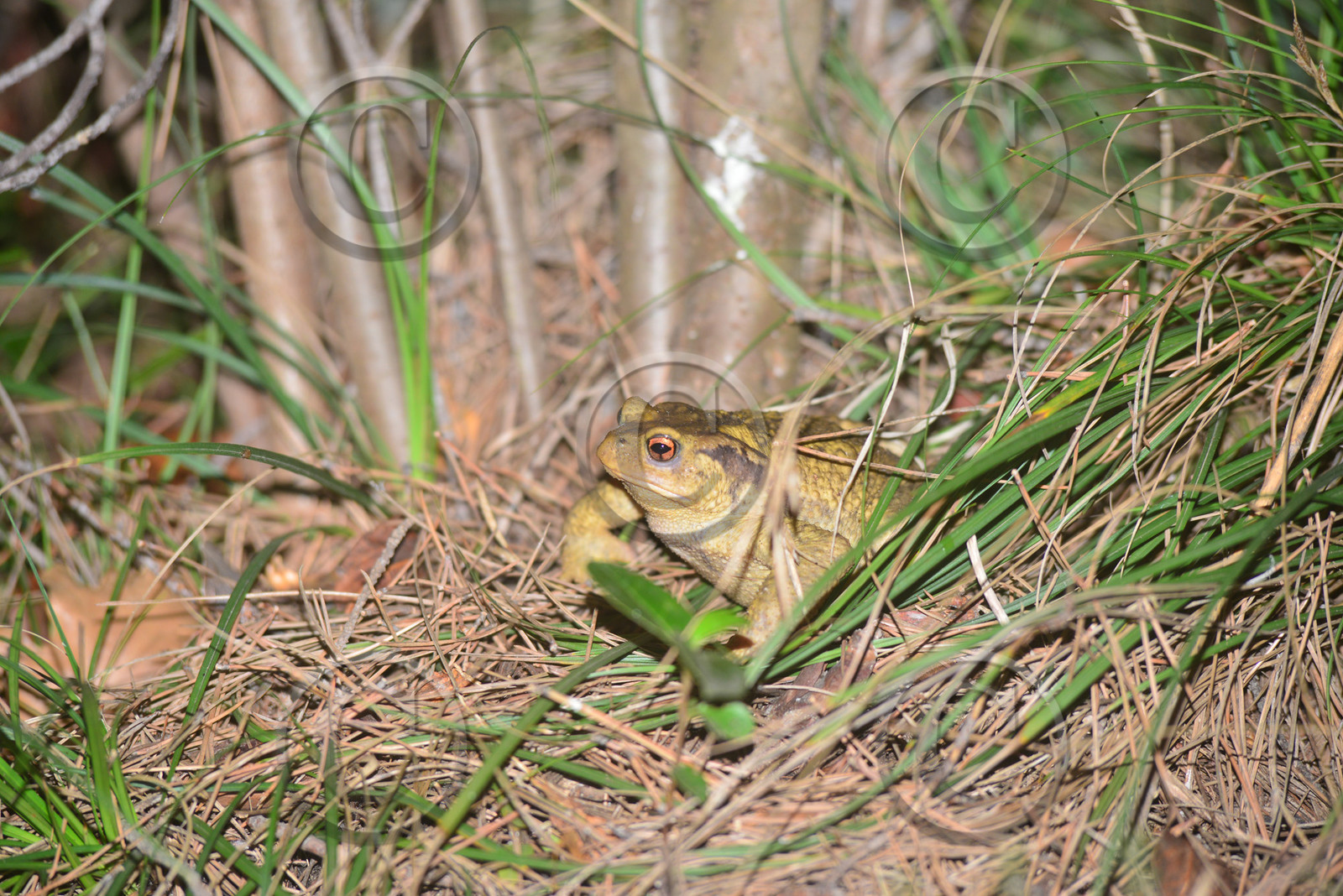 MISE A  JOUR  en cours