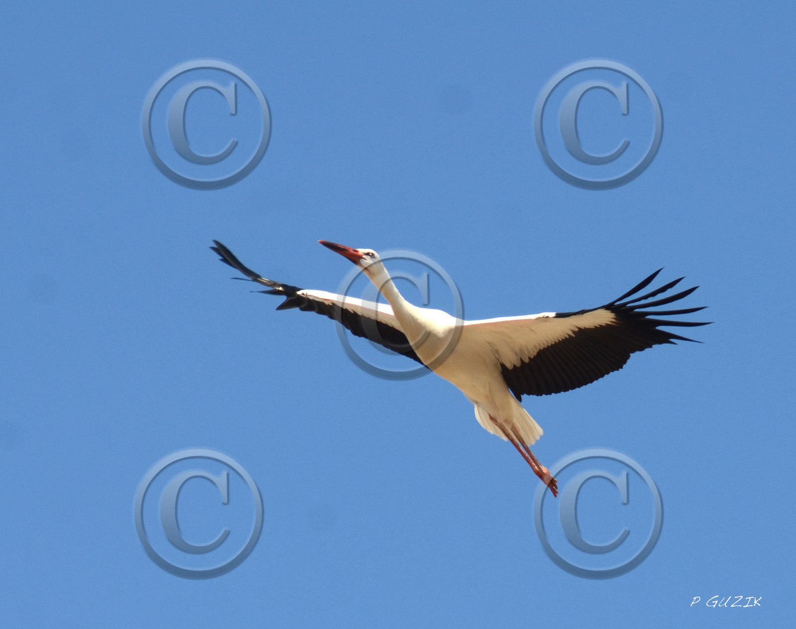 MISE A  JOUR  en cours