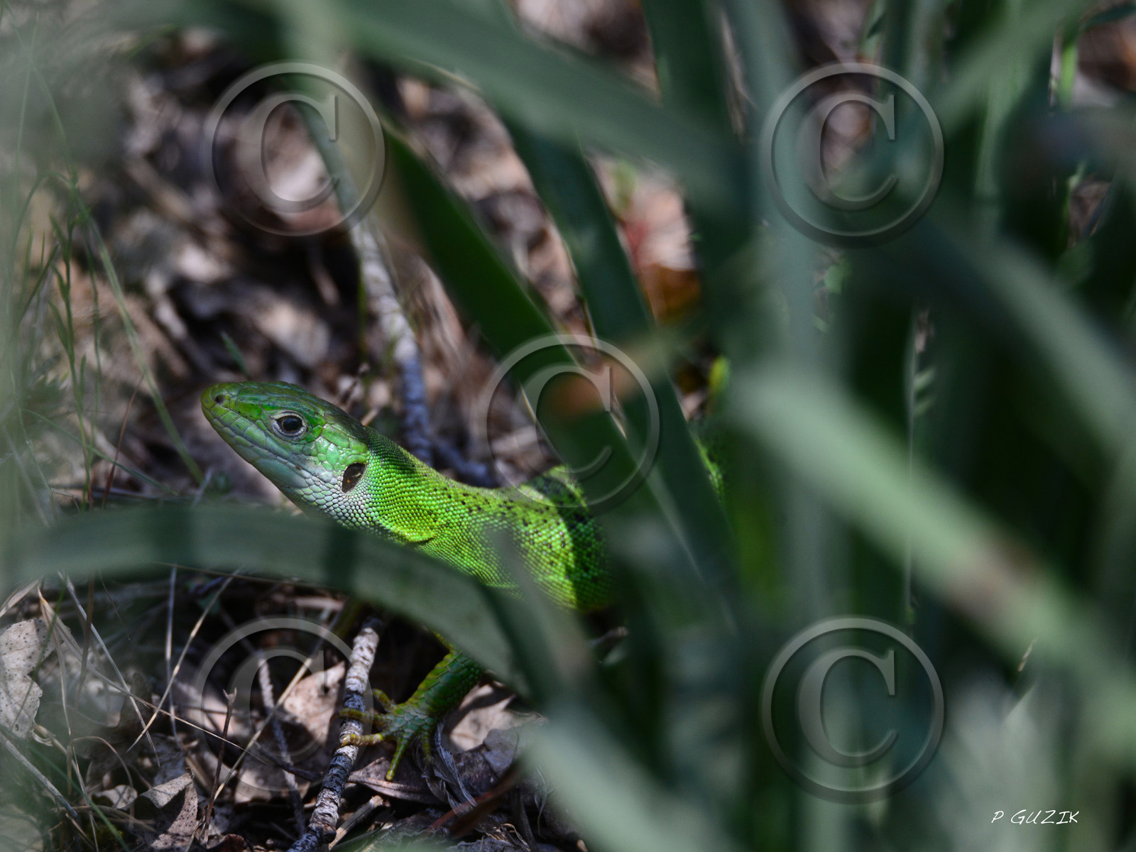 MISE A  JOUR  en cours