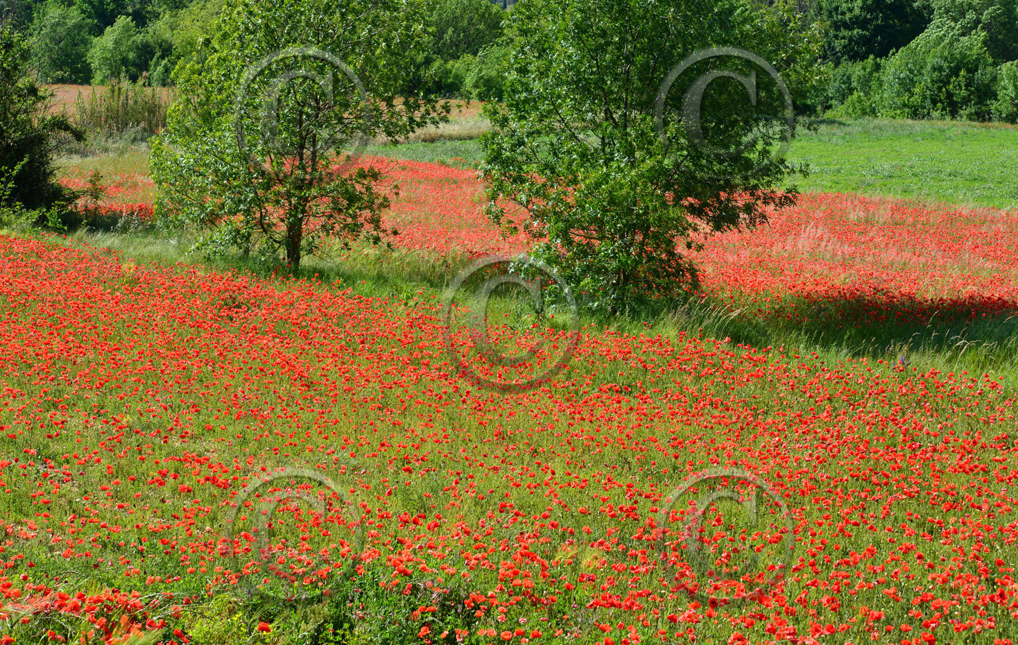 Photo de la sainte baume