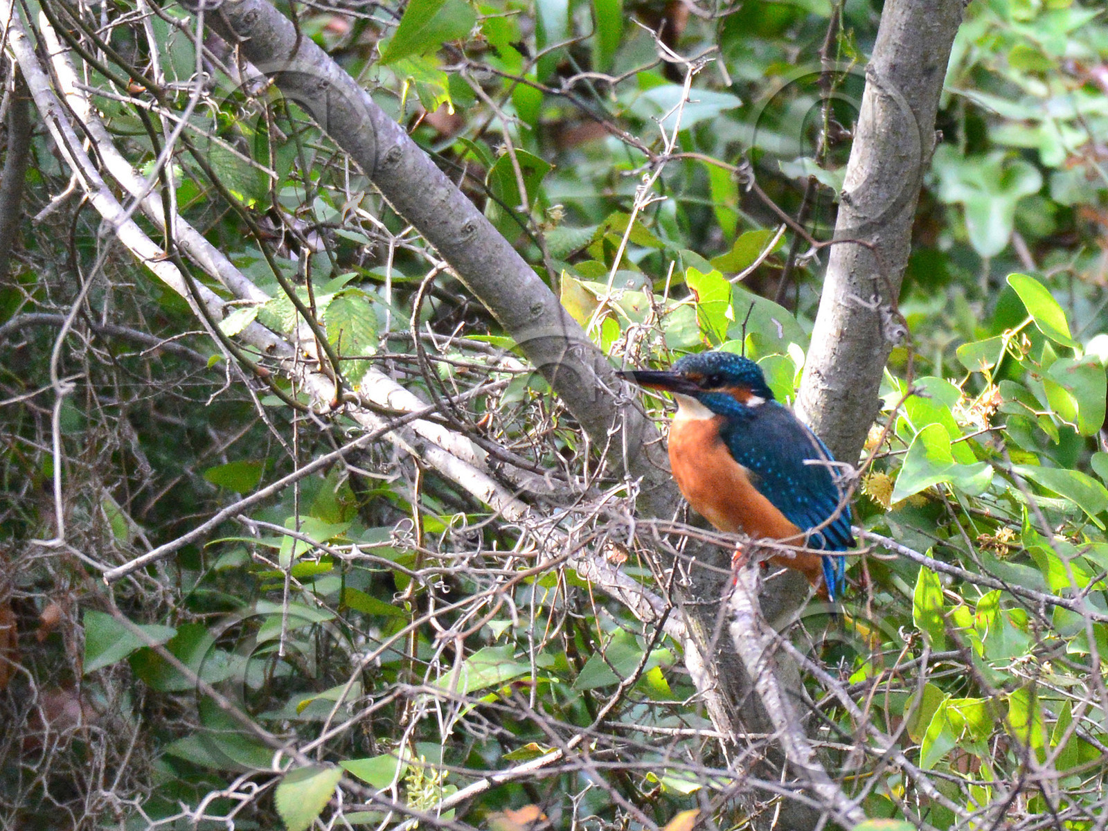 MISE A  JOUR  en cours