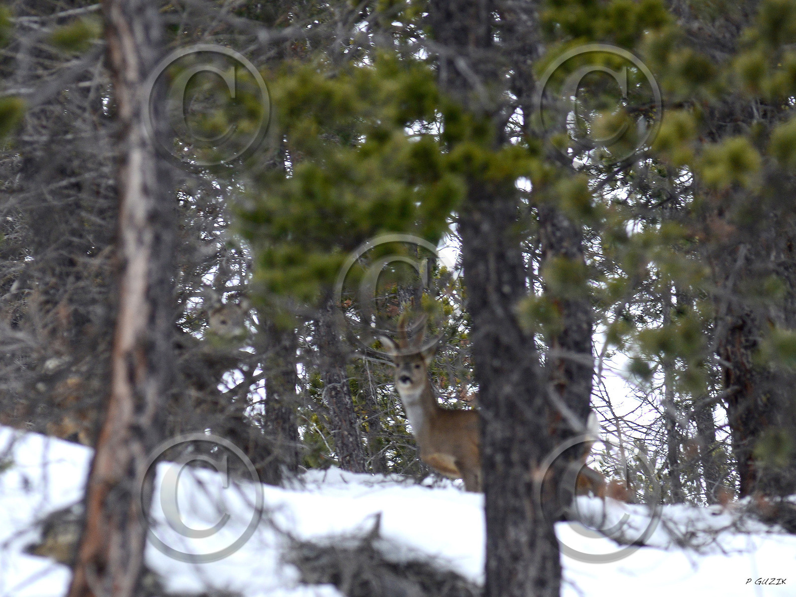 MISE A  JOUR  en cours