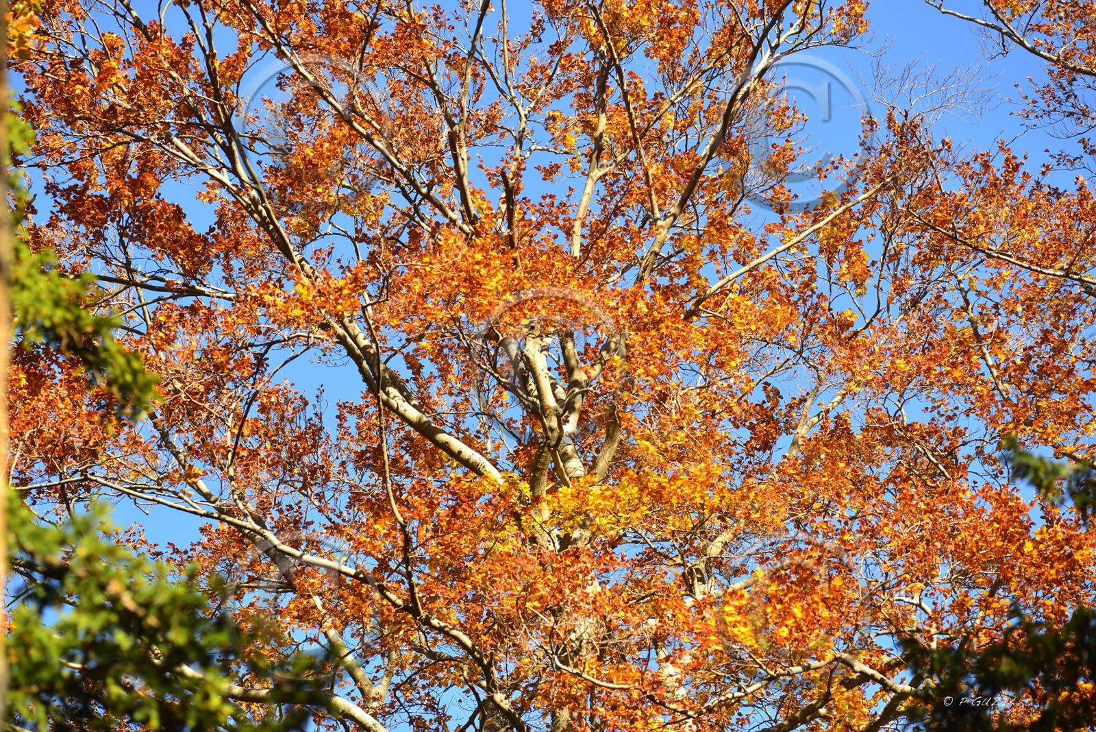 Photo de la sainte baume