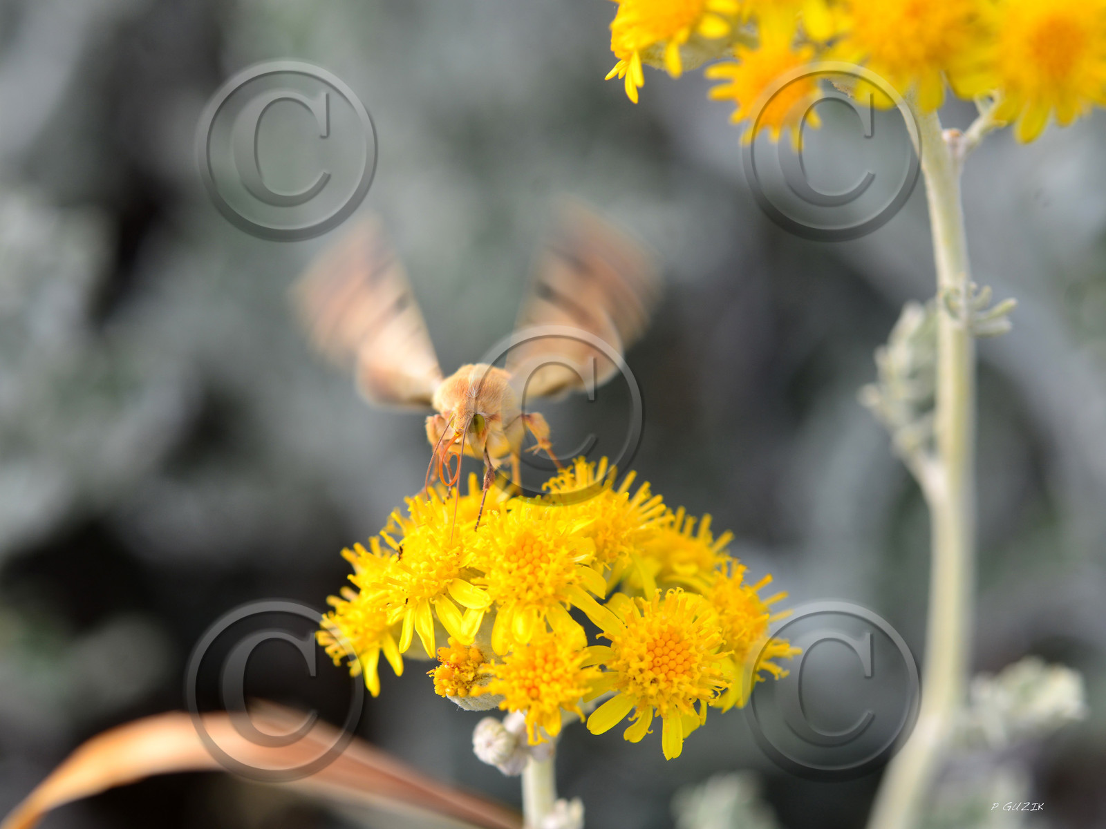 MISE A  JOUR  en cours