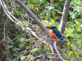 MISE A  JOUR  en cours