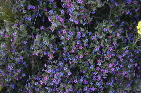 Photo de la sainte baume