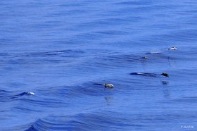 MISE A  JOUR  en cours