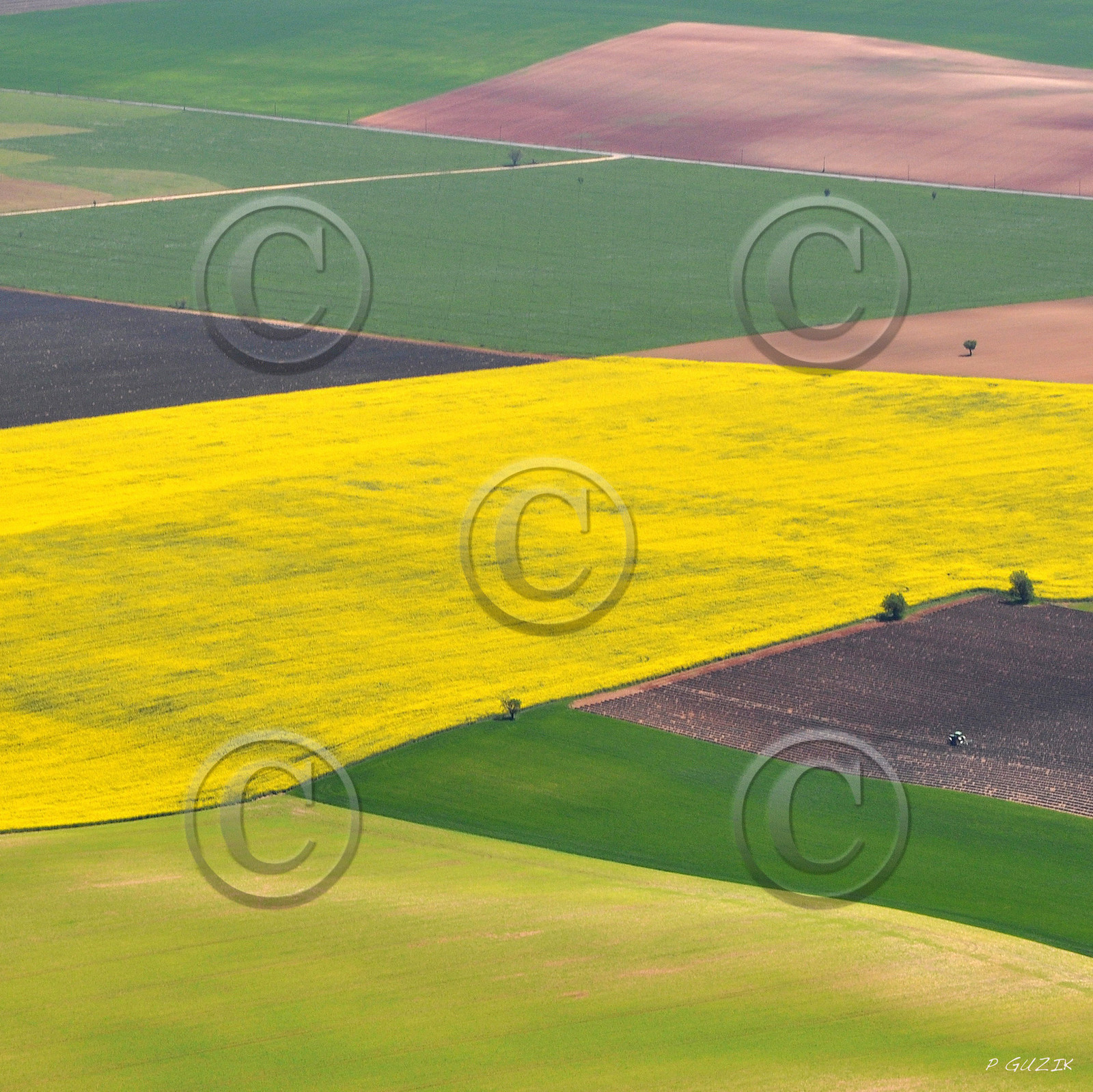 ref-provence-plateau-de-valensole-lavande-et-colza-30x30-printemps.jpg