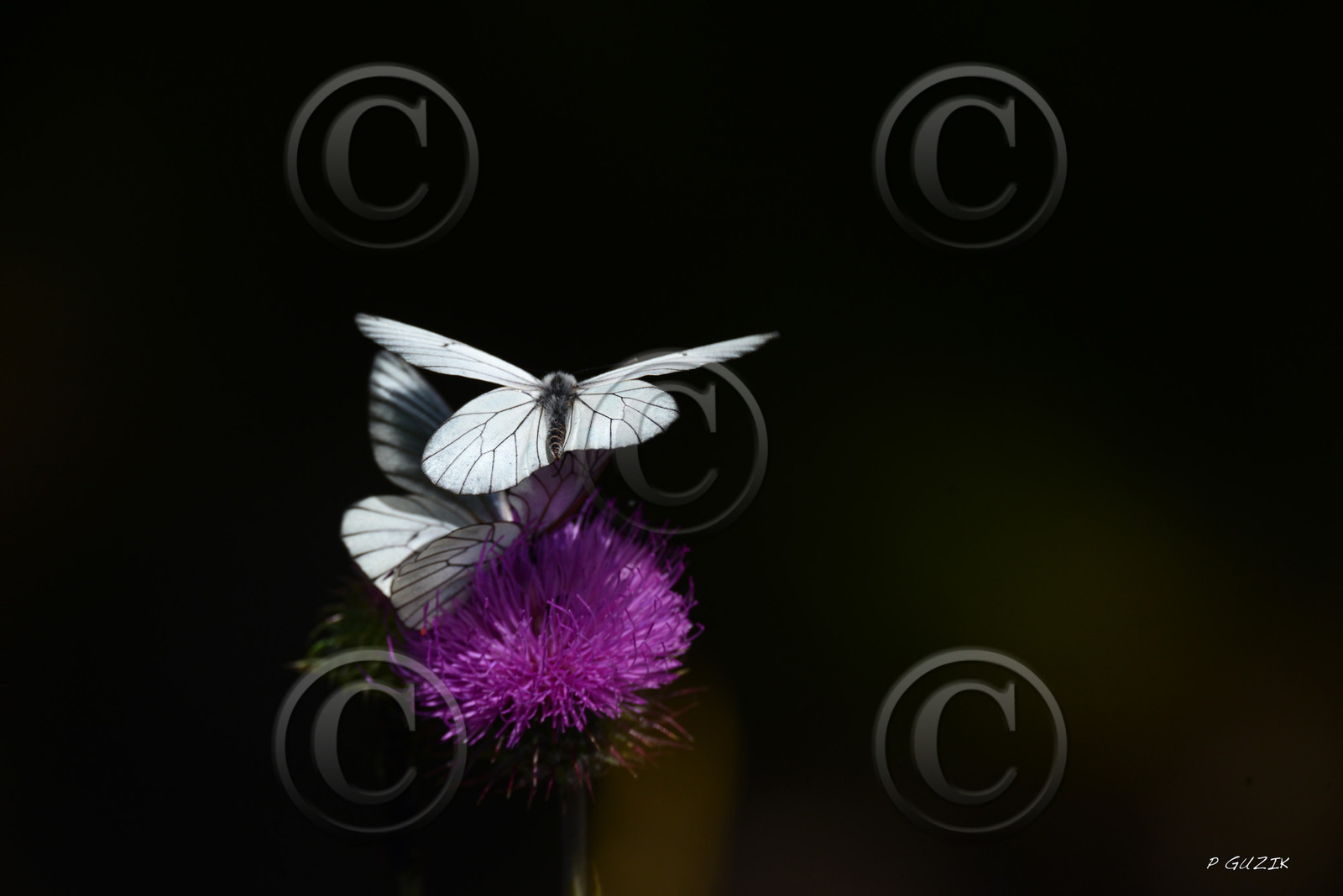 MISE A  JOUR  en cours