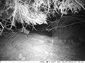 Renard dans les calanques RENARD FAUNE CALANQUE MARSEILLE