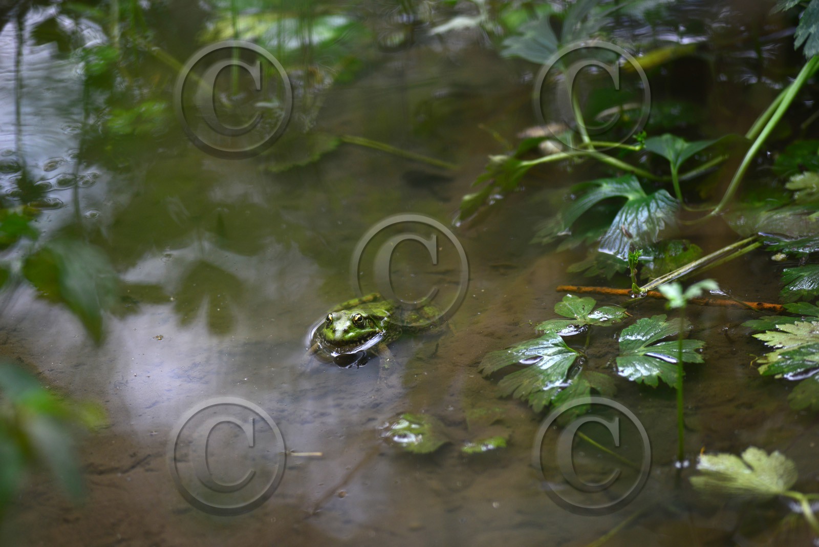 MISE A  JOUR  en cours