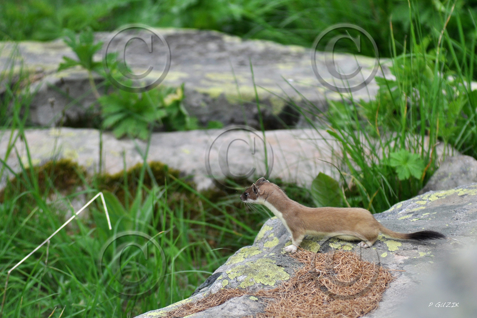 MISE A  JOUR  en cours