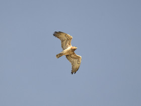 MISE A  JOUR  en cours