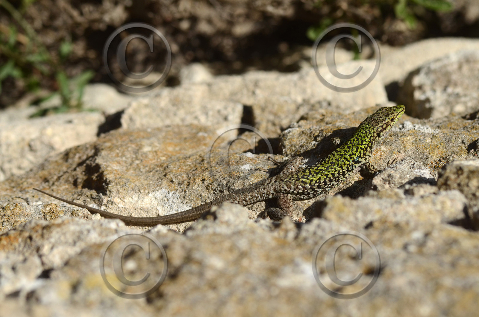 MISE A  JOUR  en cours