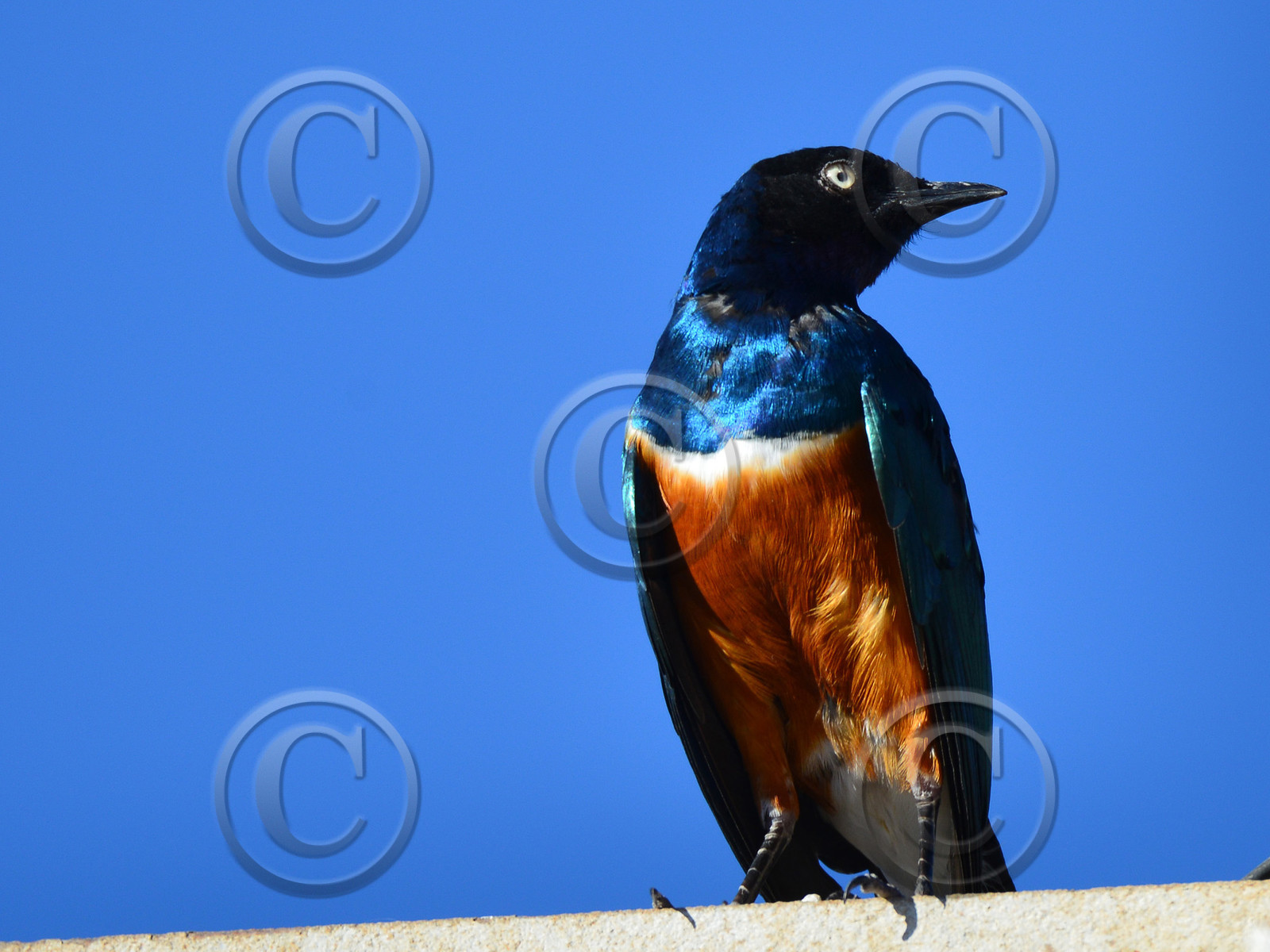 MISE A  JOUR  en cours