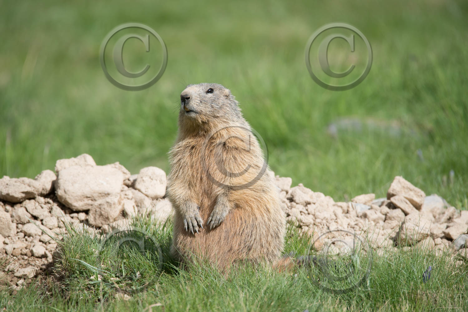 montagne haute alpes ,queyras, mercantour,alpes de haute provence,alpes maritime