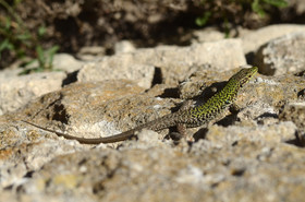 MISE A  JOUR  en cours