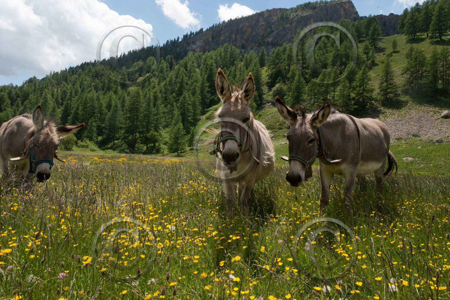 montagne haute alpes ,queyras, mercantour,alpes de haute provence,alpes maritime