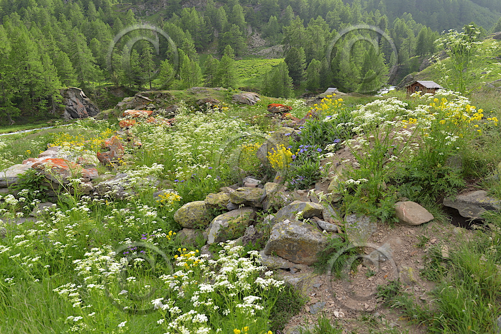 DANS LES ALPES DU SUD  , LE QUEYRAS