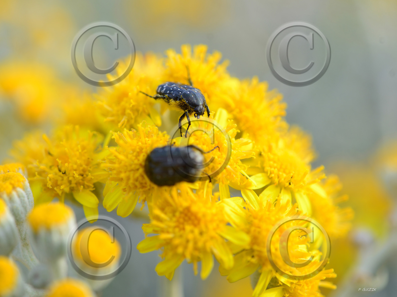 MISE A  JOUR  en cours