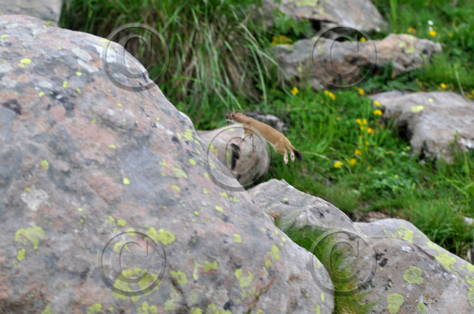 MISE A  JOUR  en cours