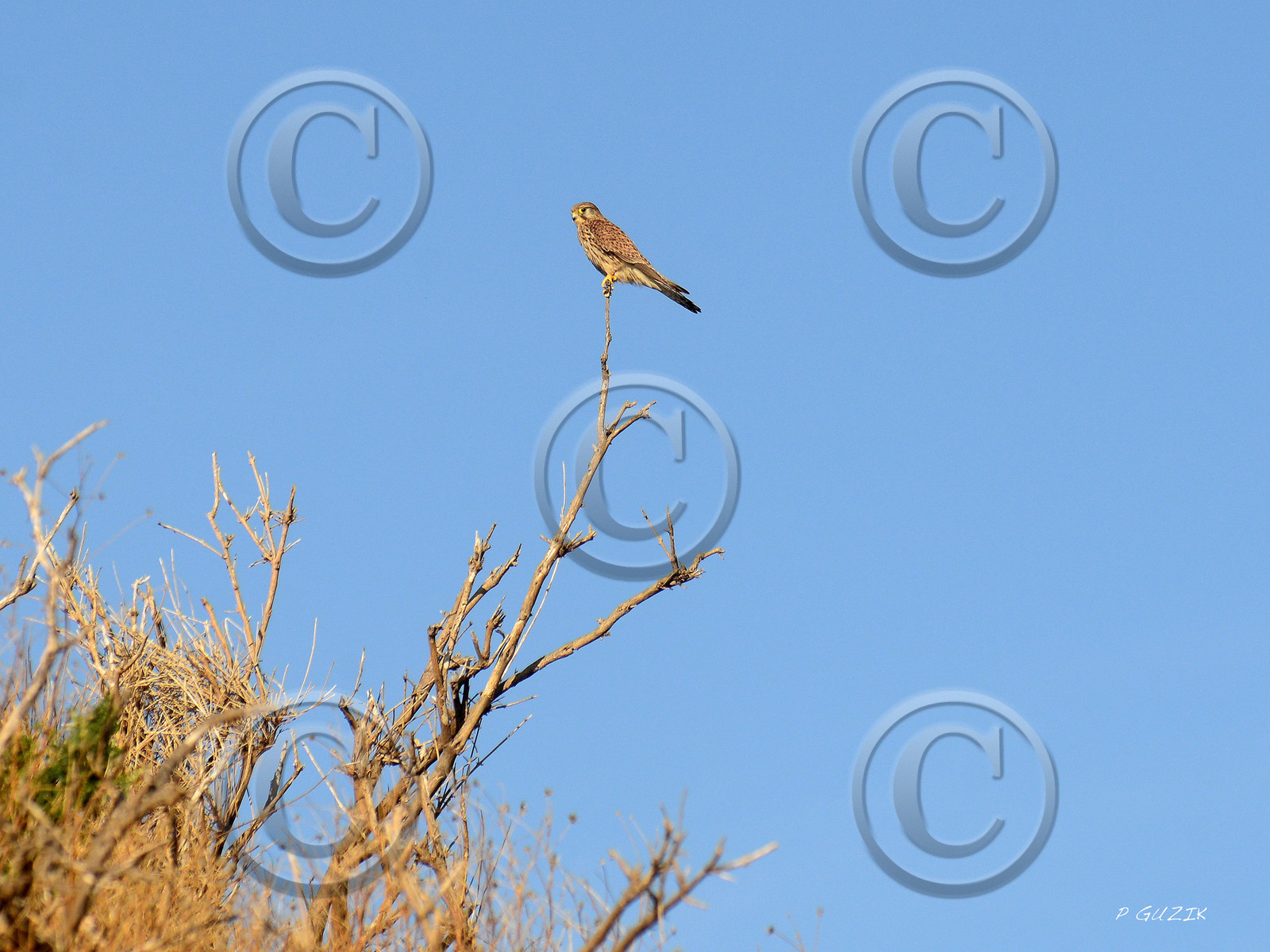 MISE A  JOUR  en cours