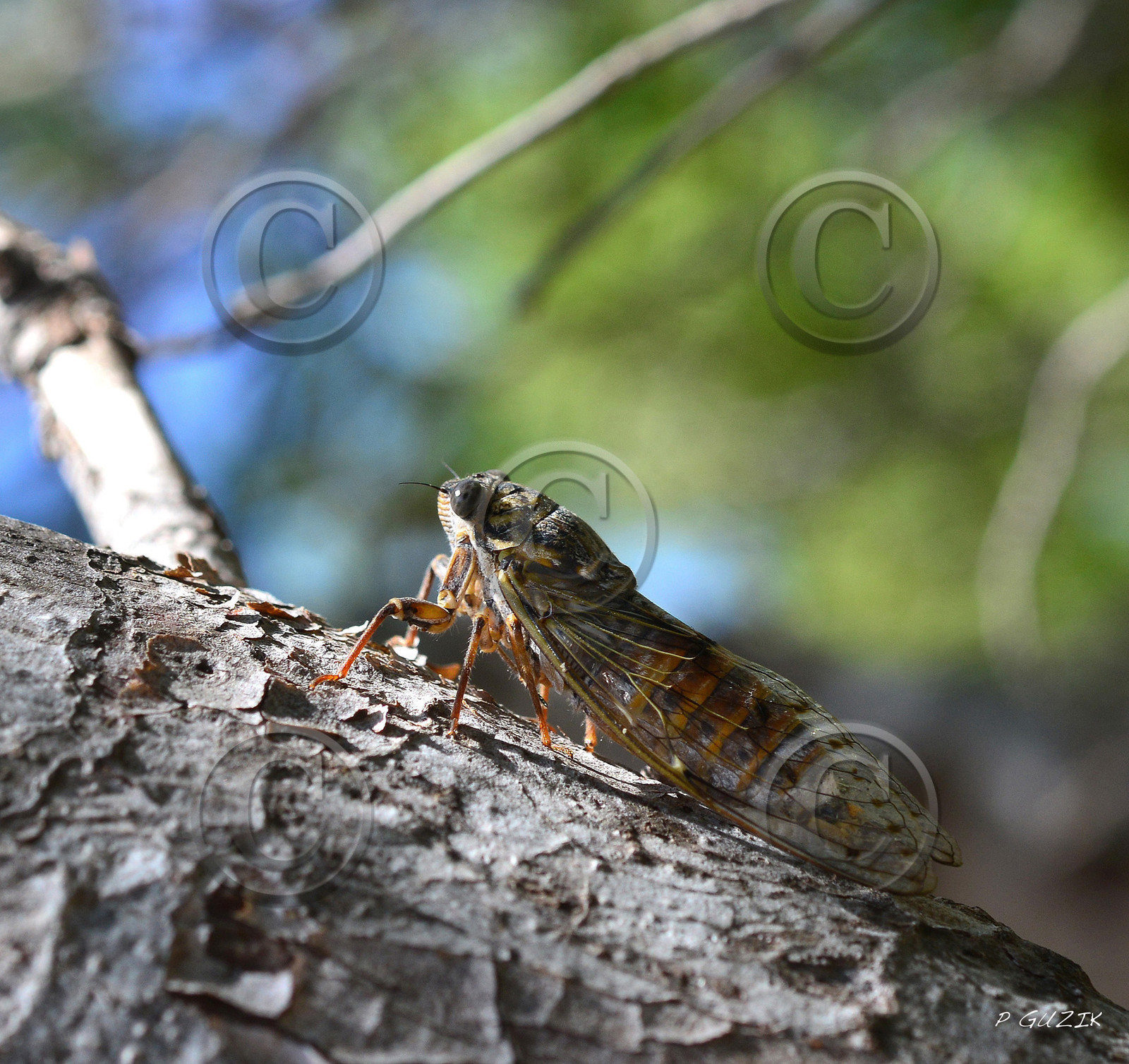 MISE A  JOUR  en cours