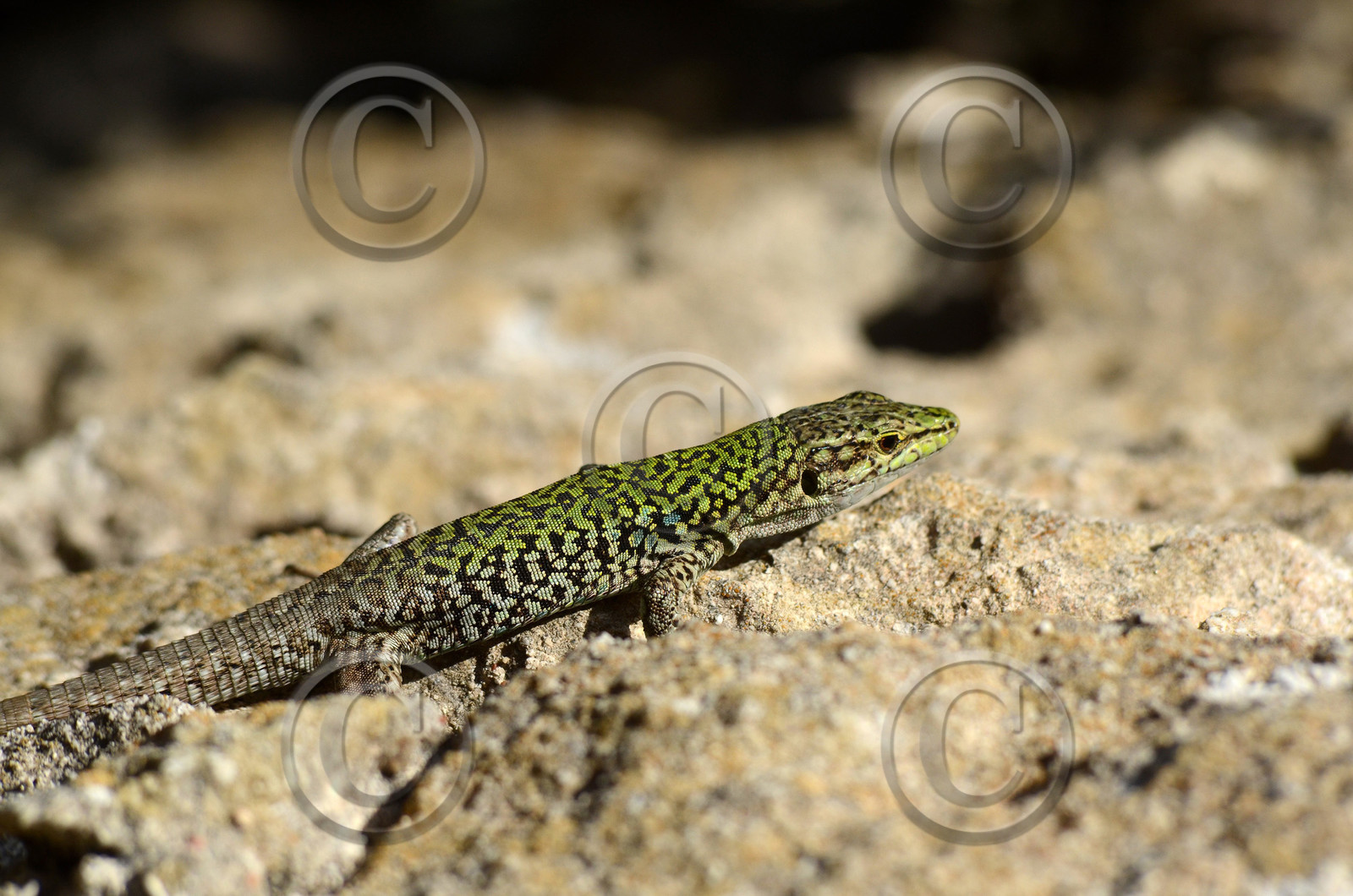 MISE A  JOUR  en cours