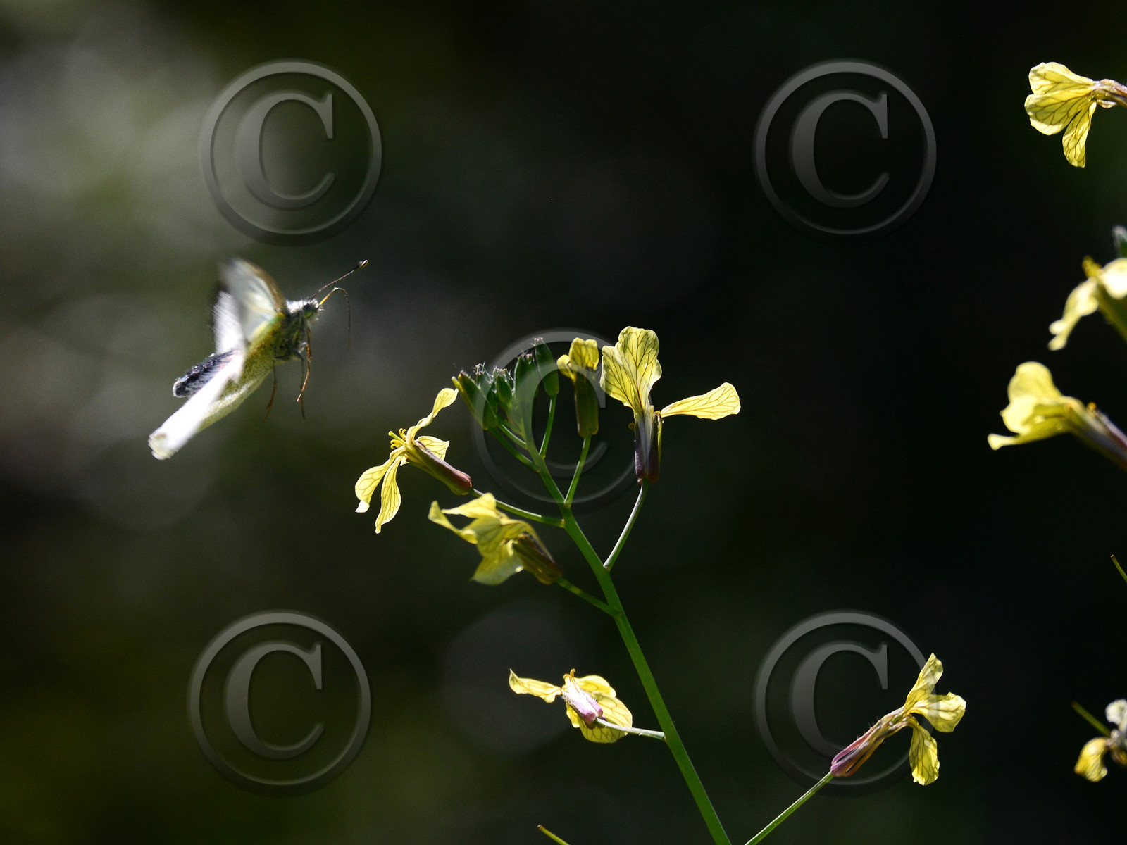 MISE A  JOUR  en cours