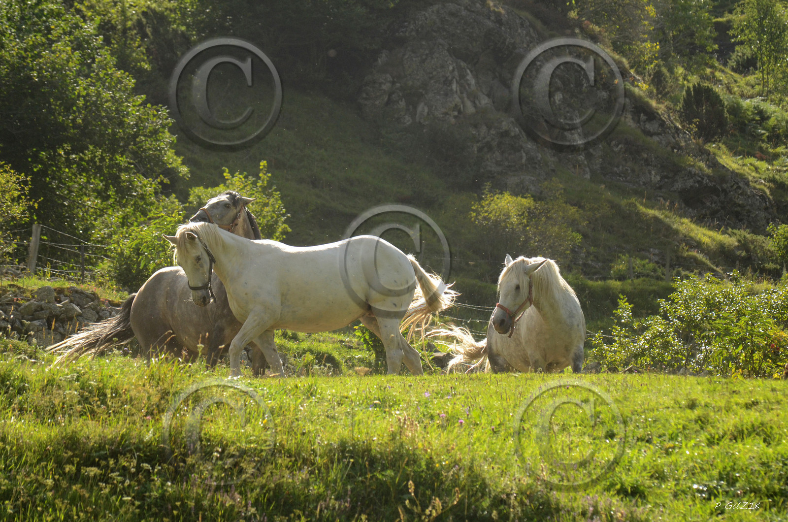 montagne haute alpes ,queyras, mercantour,alpes de haute provence,alpes maritime