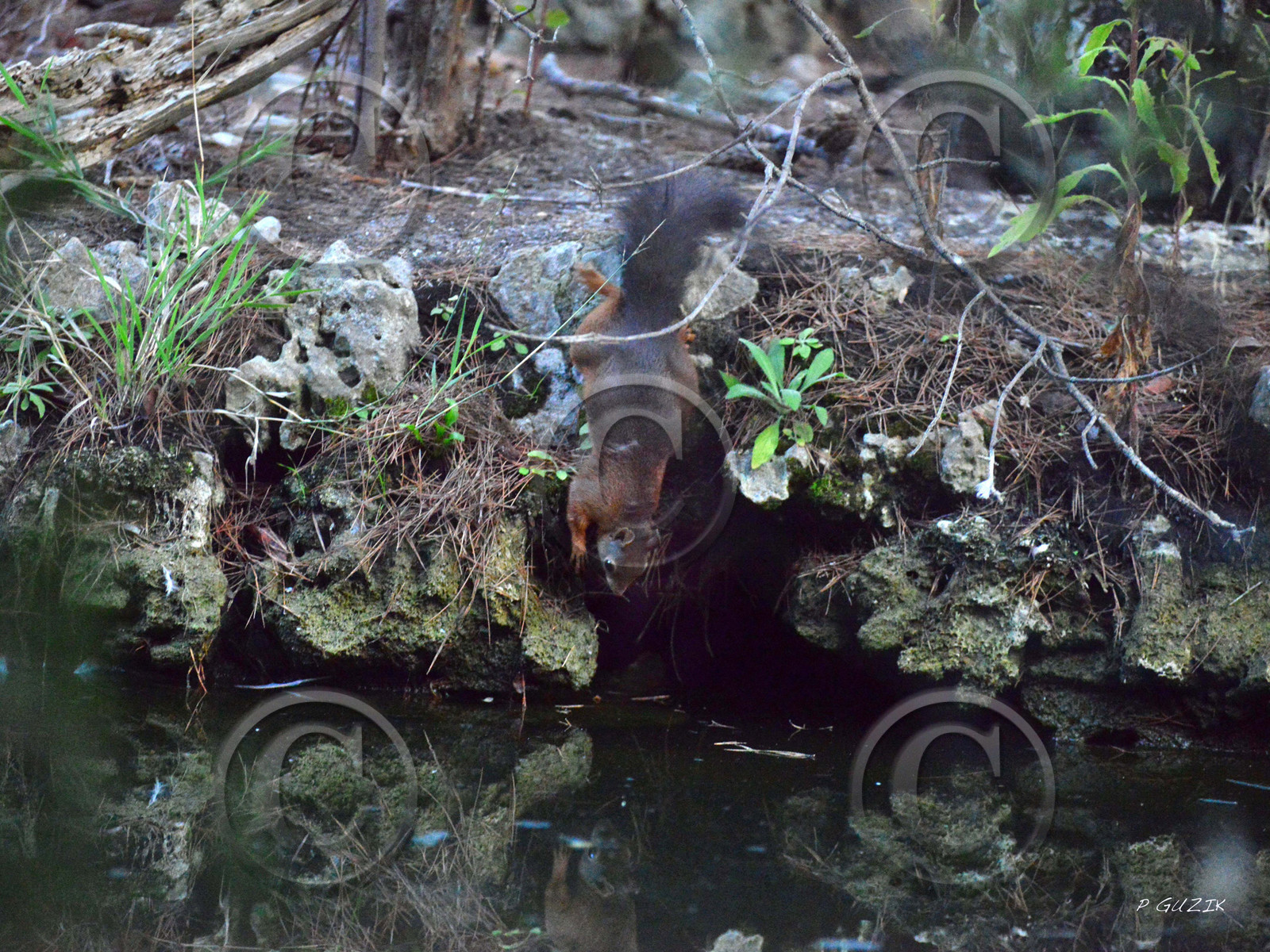 MISE A  JOUR  en cours