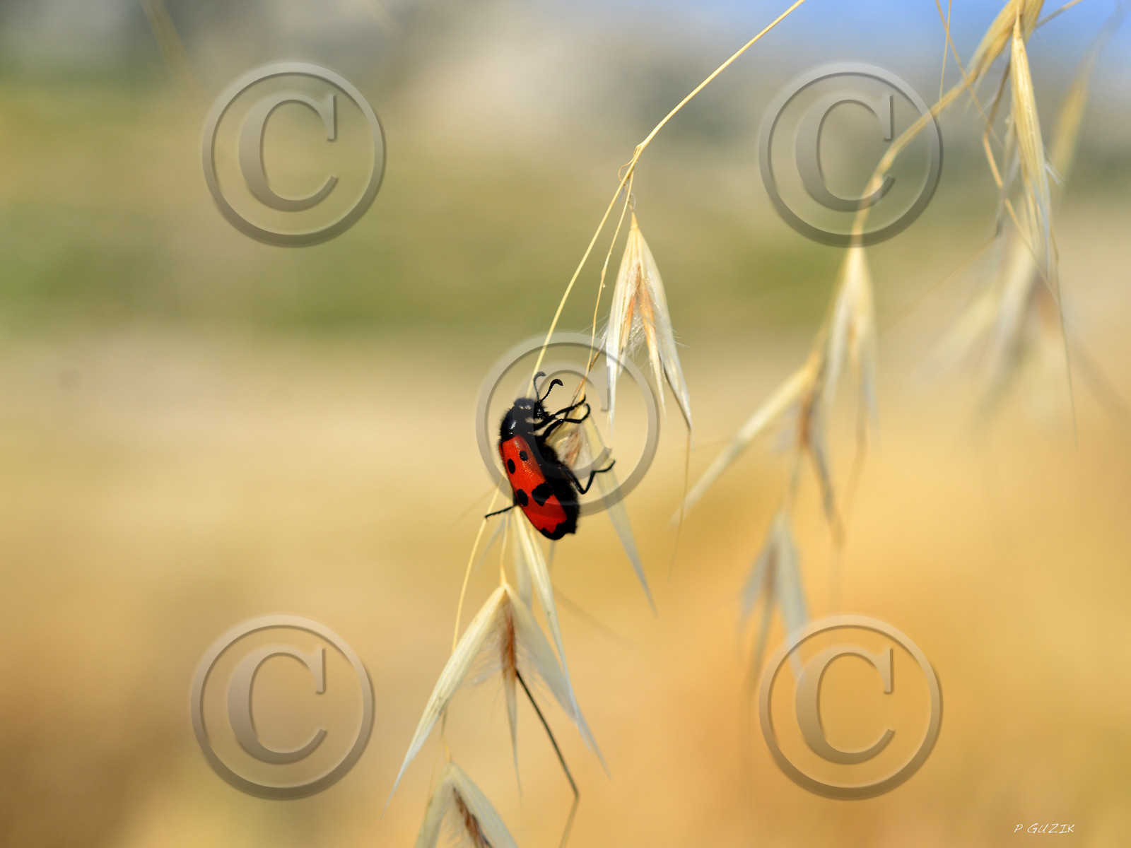 MISE A  JOUR  en cours