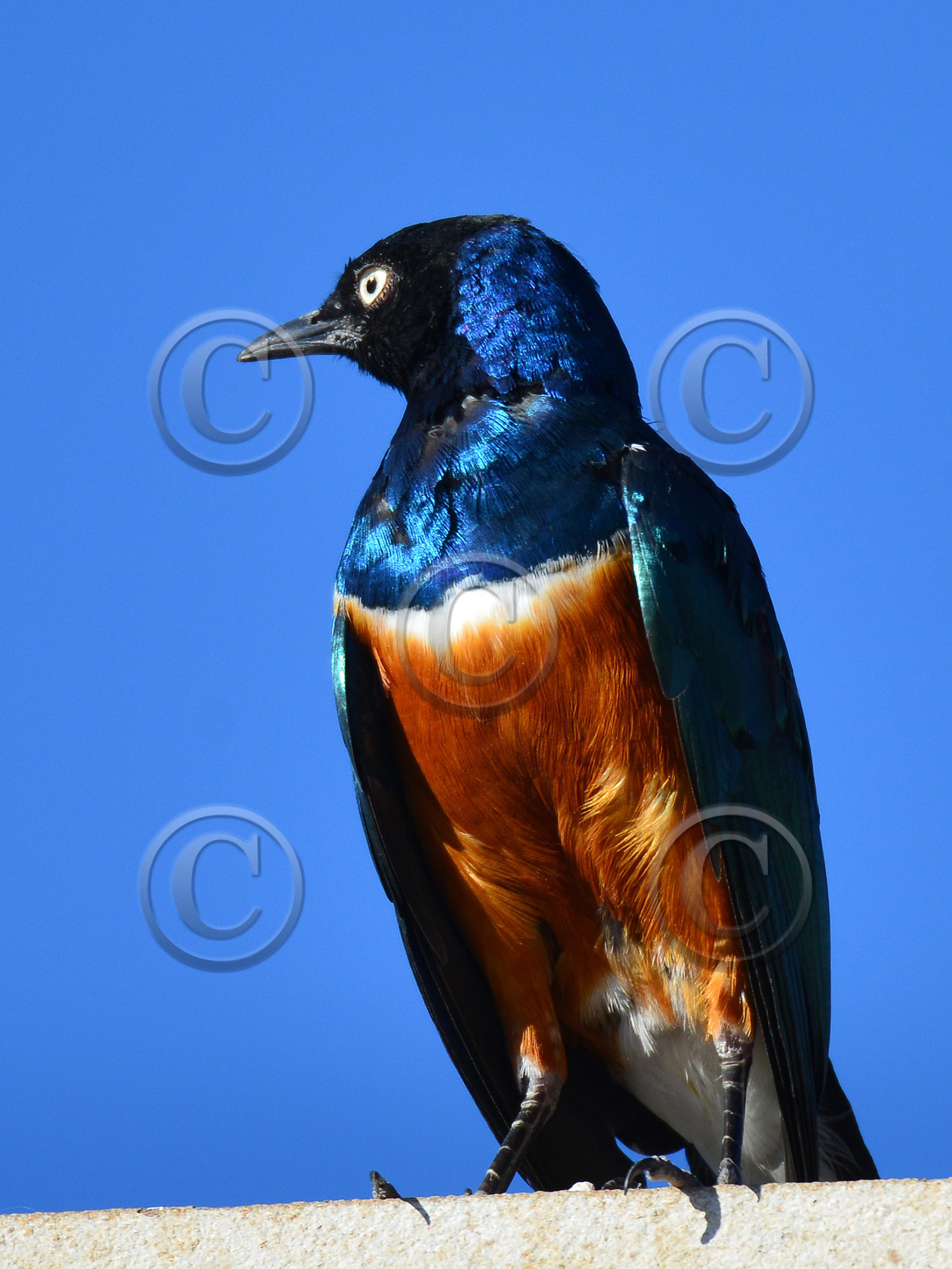 MISE A  JOUR  en cours