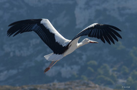 MISE A  JOUR  en cours