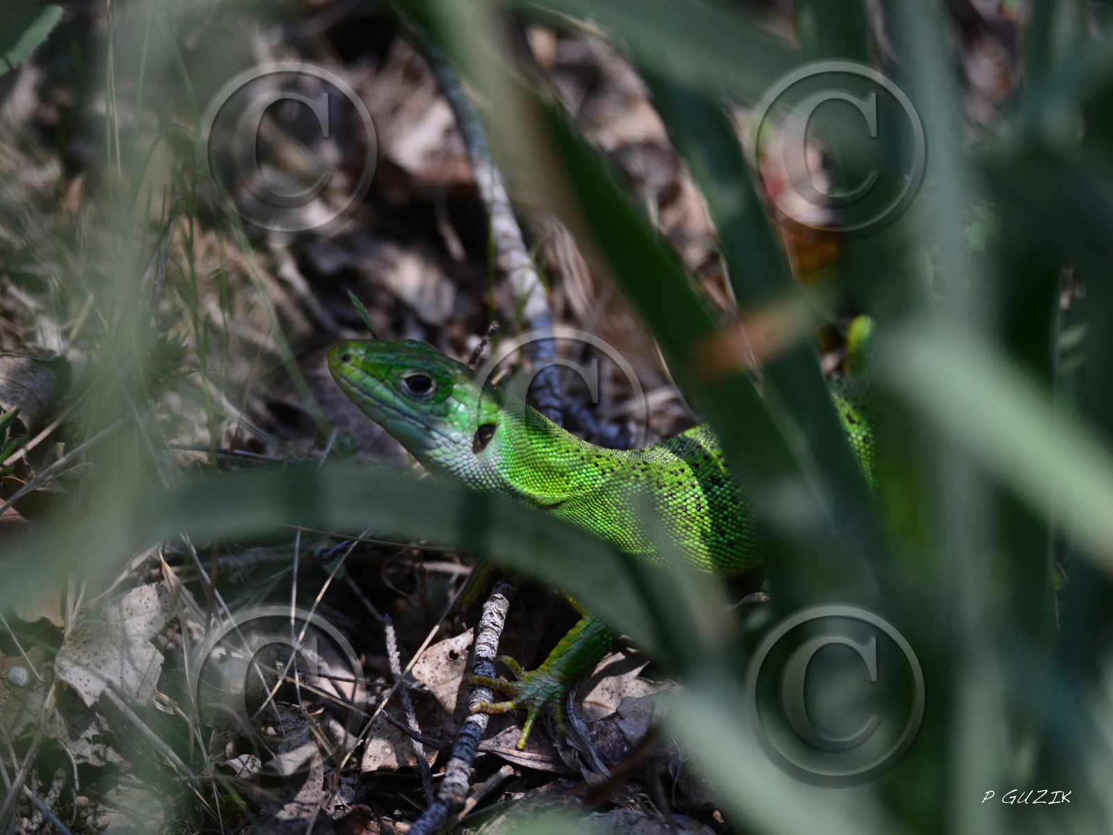 MISE A  JOUR  en cours