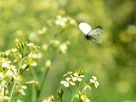 ref-faune-calanque-insecte-papillon-calanque-171.jpg