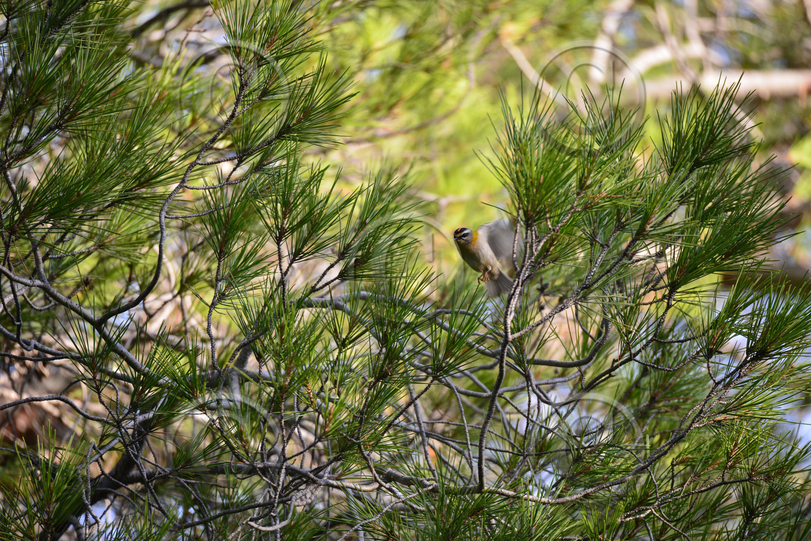 MISE A  JOUR  en cours