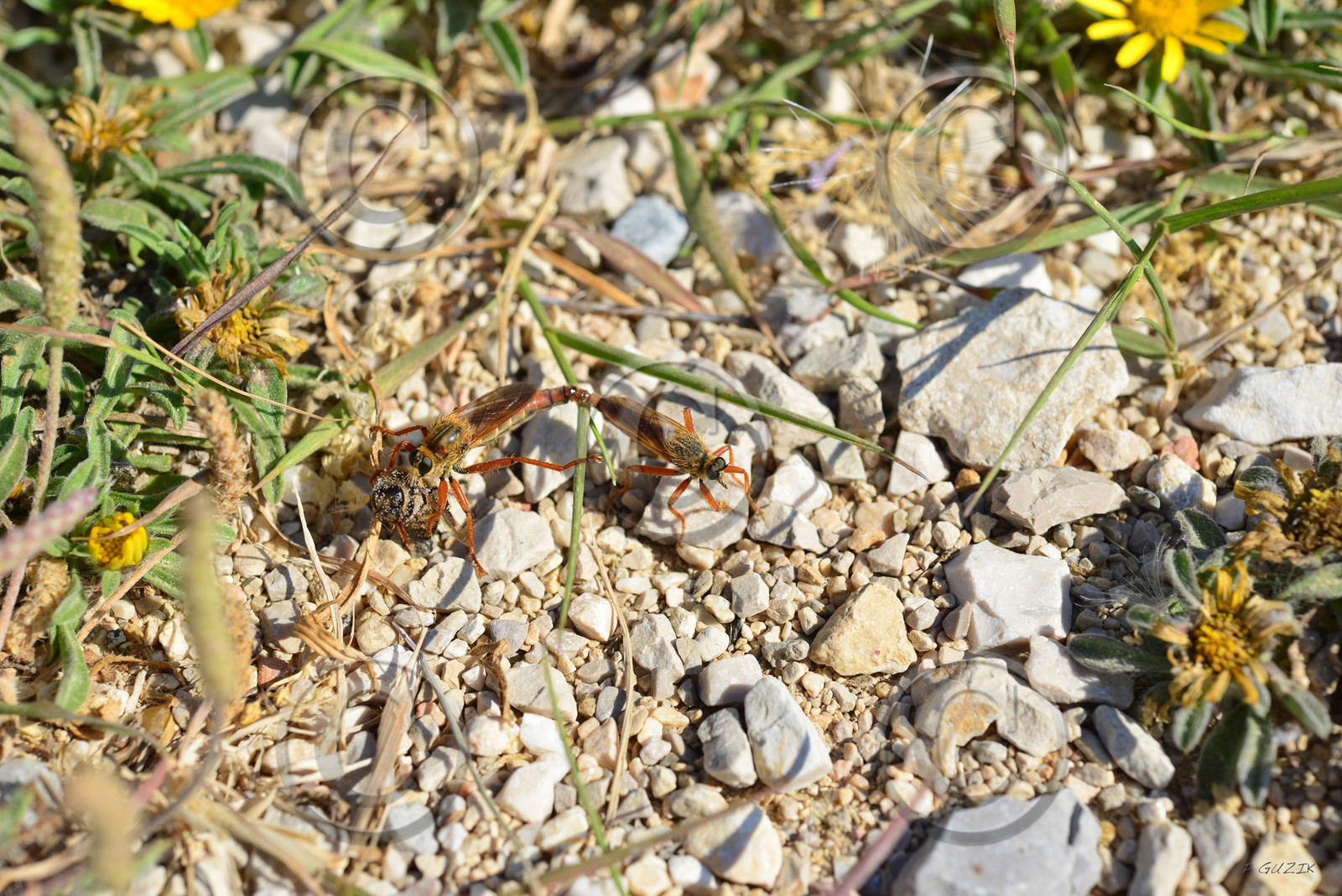 ref-faune-calanque-insecte-6169.jpg