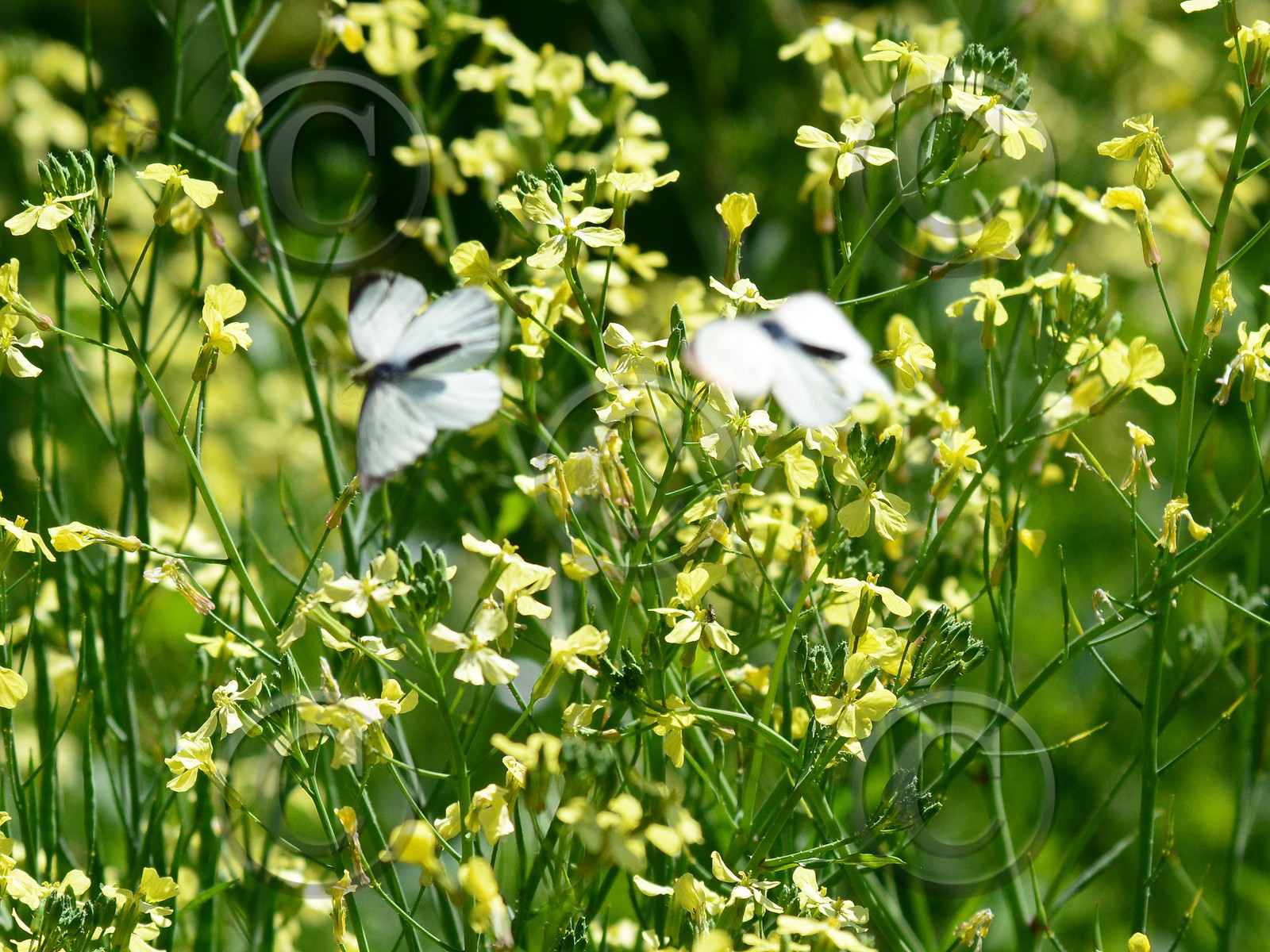 MISE A  JOUR  en cours