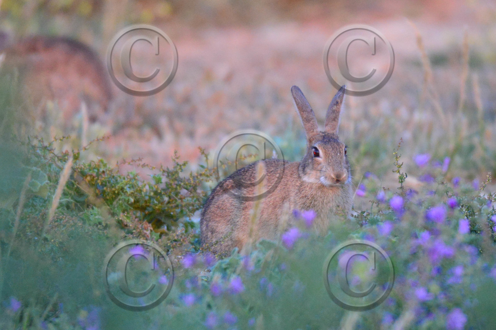 MISE A  JOUR  en cours