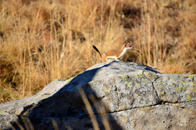 MISE A  JOUR  en cours