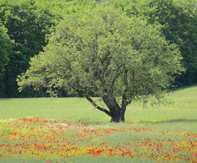 alpes de haute provence