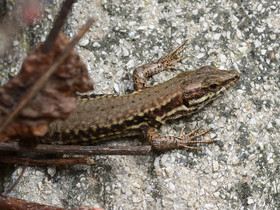 MISE A  JOUR  en cours