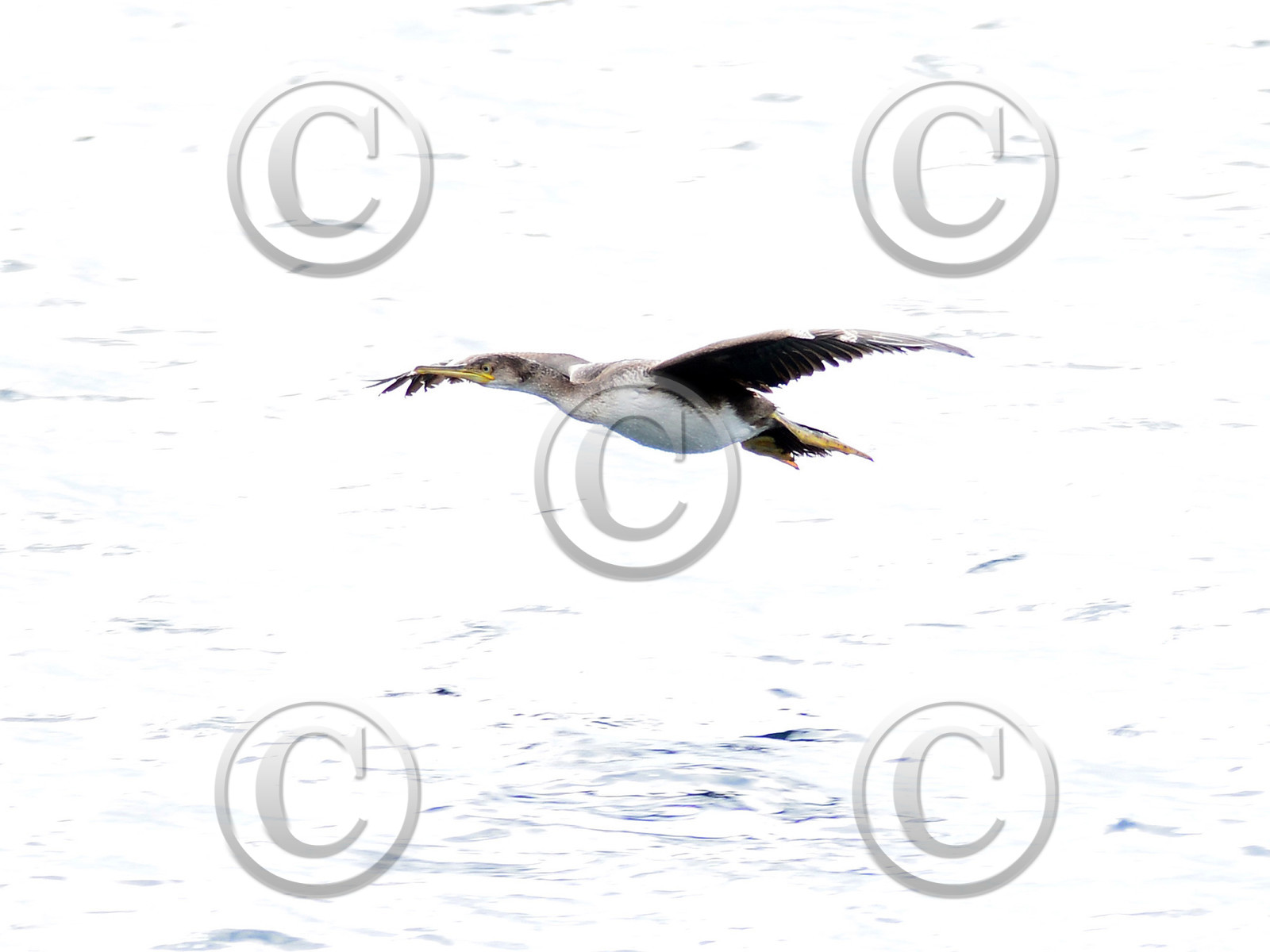 MISE A  JOUR  en cours