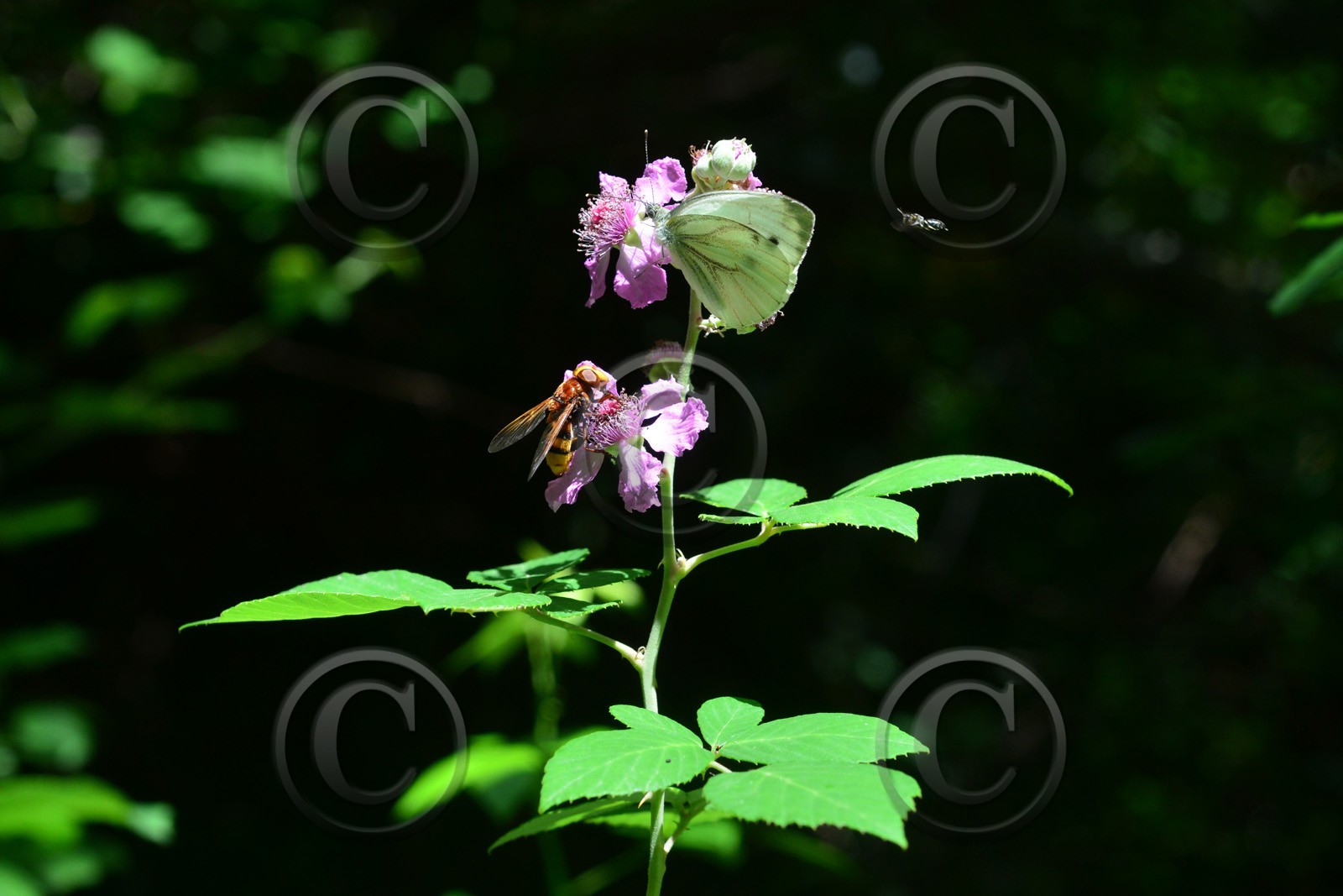 MISE A  JOUR  en cours