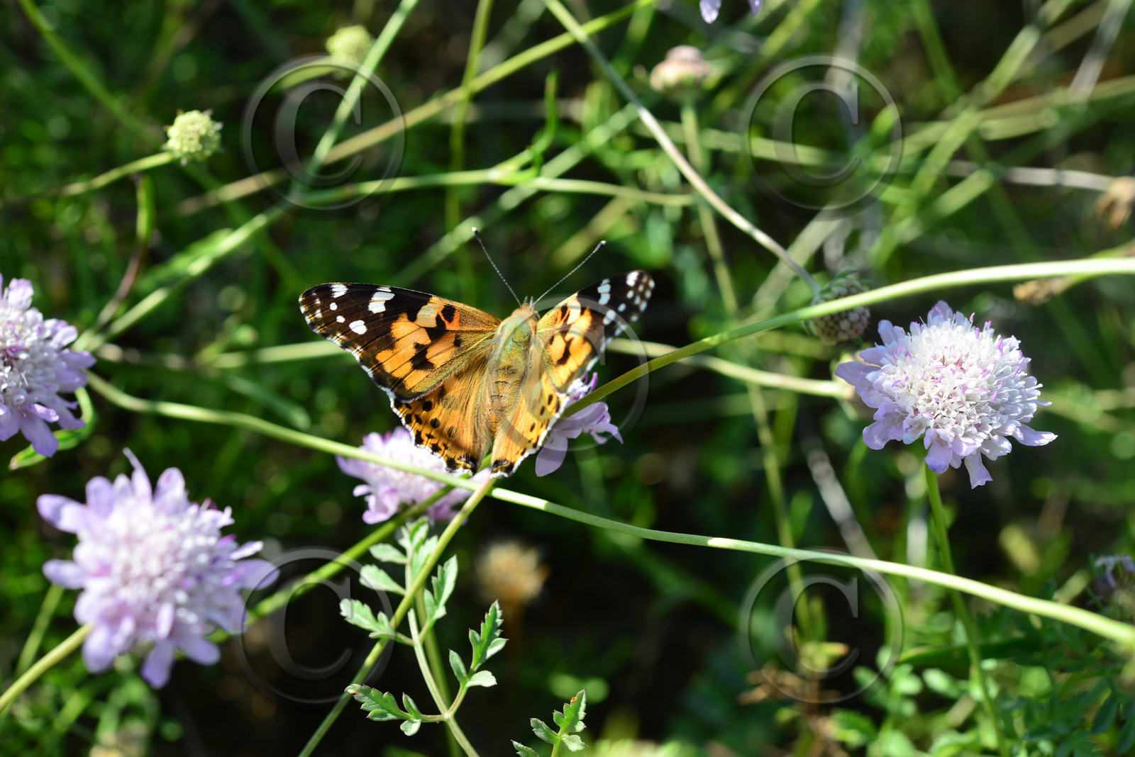 MISE A  JOUR  en cours