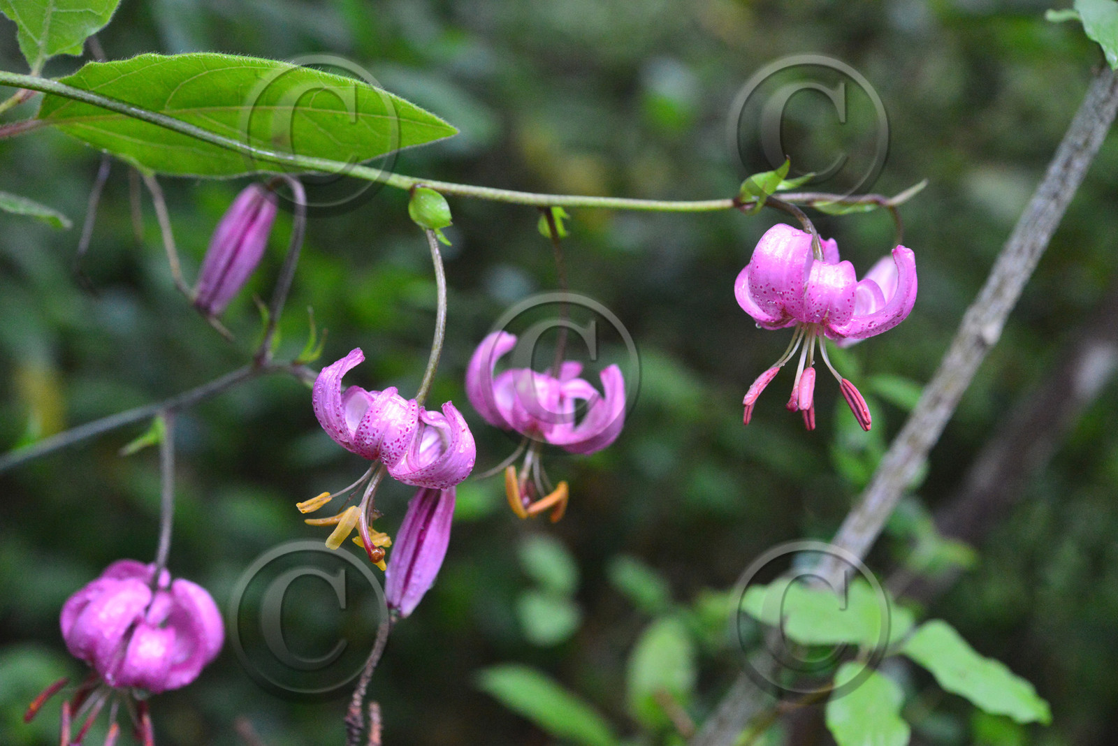 Photo de la sainte baume